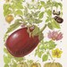 Vintage Botanical Print, Book Fruit Illustration to Frame, Cottage Farmhouse Kitchen Decor, Home and Garden, Huckleberry, Gooseberry, 127
