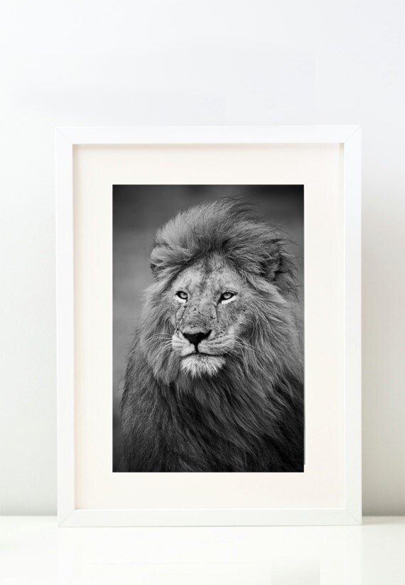 Photograph Grey Lion . Lion Print . Fine Art by mabooshop on Etsy