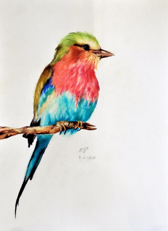 Exotic Bird 5 Original colored pencil drawing 8 x by PrismaticArt
