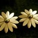 Sarah Coventry Gold-tone "Daisy" Clip-back Earrings