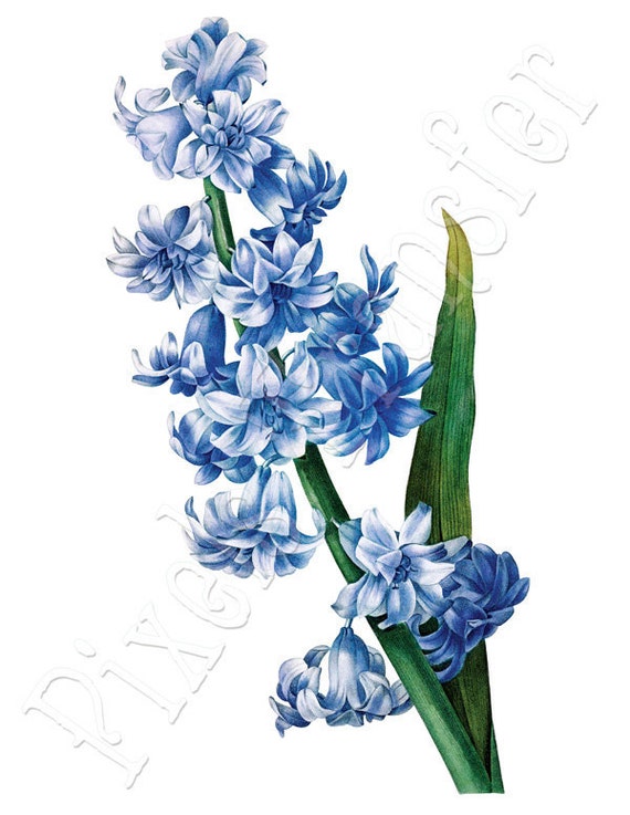 HYACINTH Instant Download Large Digital Image blue flower