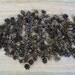 2 Cups Mini Pinecones -Woodland Crafts, rustic wedding, fall decor, holiday decor- Over 1 or 2 Cups worth