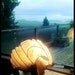 Shelly: Elegant and Rustic Lightsculpture with Driftwood base