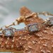 FREE SHIPPING - Sterling Silver 925 Yellow Gold Plated Emerald Cut Swiss Blue Topaz Bracelet With The Look Of Diamond Accents
