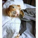 Art Doll Print-Sylvia Dreams by Christine Alvarado