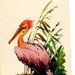 Vintage Rose Pelican postcard, artist A.M. Laptev