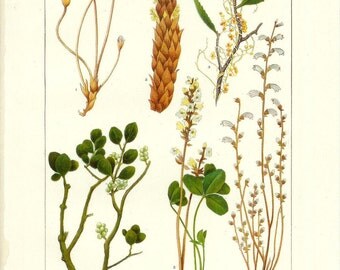 1903 Botany Print - American Parasitic Plants - Vintage Antique Art Illustration Book Plate Natural Science Great for Framing 100 Years Old