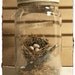Bird's Nest in Glass Jar - Cloche