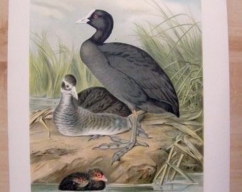 1880 Antique DUCK print, Lithograph of Fulica atra, a couple of wild ducks with their baby duck, Large size print