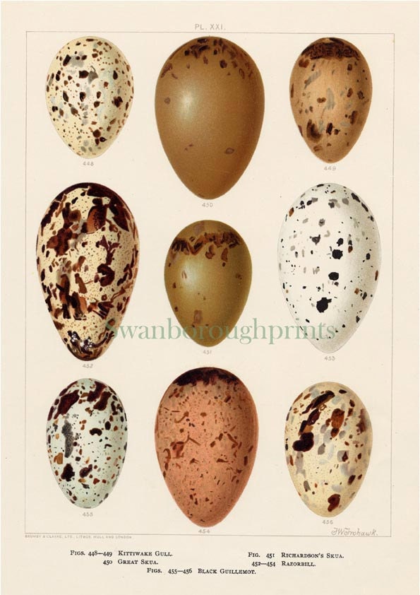 Seabird Eggs Print. Seagulls Bird Eggs Kittiwake Skua