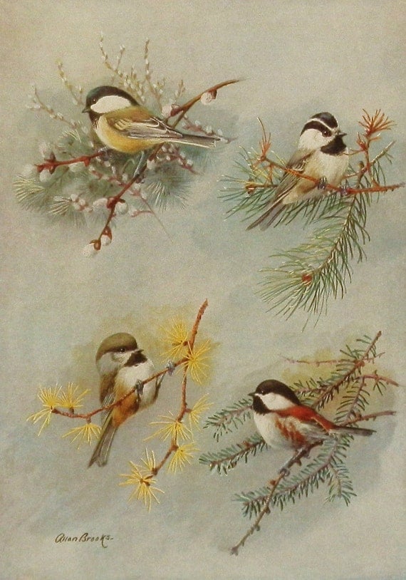 HappyGoLucky Chickadee Print 1930s Cute by ParagonVintagePrints