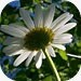 MeadowlandDesigns