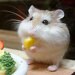 ratcandy