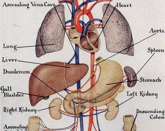 Eye Ear Nose Human Anatomy Vintage Victorian by SurrenderDorothy