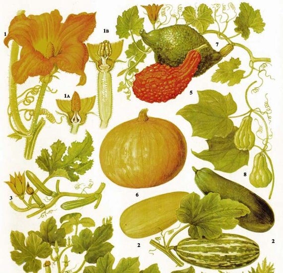 Pumpkin Summer Squash Marrow Hubbard Pattypan Food Chart