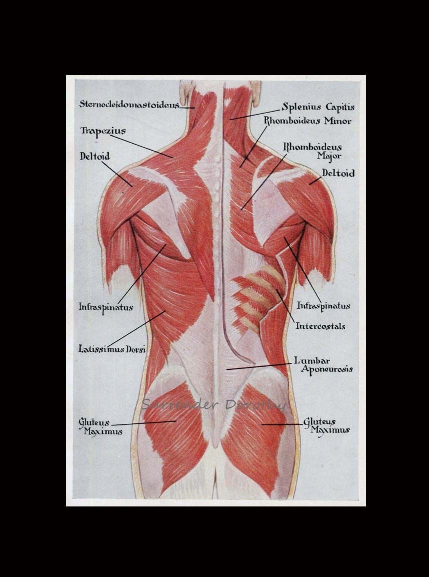 Muscles Back Posterior Human Anatomy Vintage Medical Chart