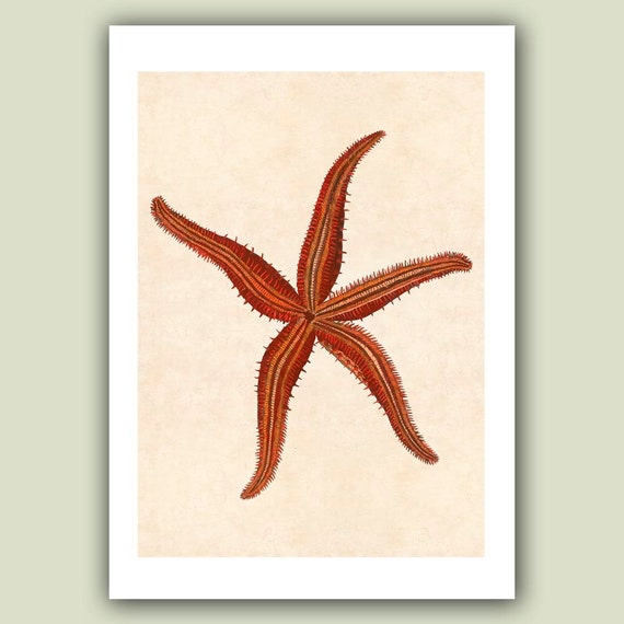 Sea star Print 5 Ocean starfish Print Nautical Art Print