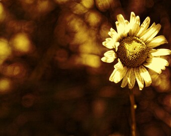 Instant Download nature photography 16x20 botanical print yellow daisy bokeh Sepia Cream Print Digital Download Commercial Use
