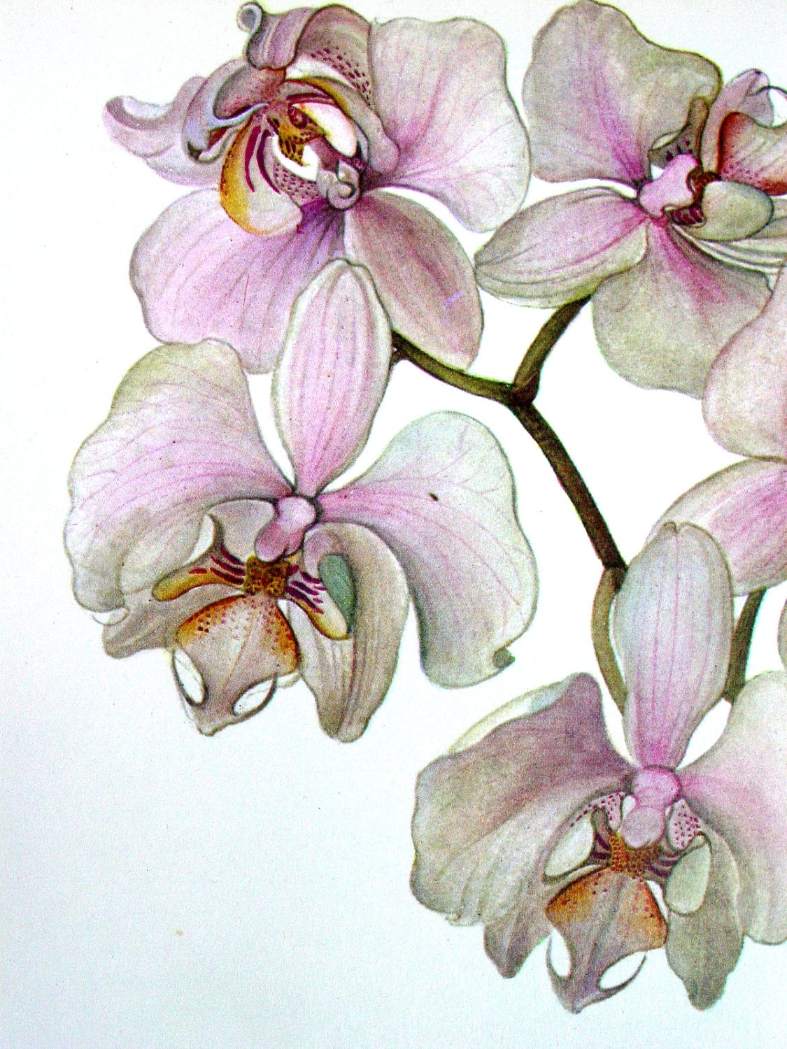 Botanical Orchid Print Vintage Orchid by GoodlookinVintage on Etsy