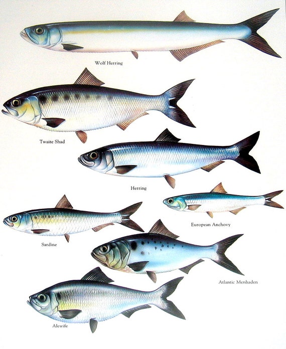 Wolf Herring Twaite Shad Sardine Herring European Anchovy