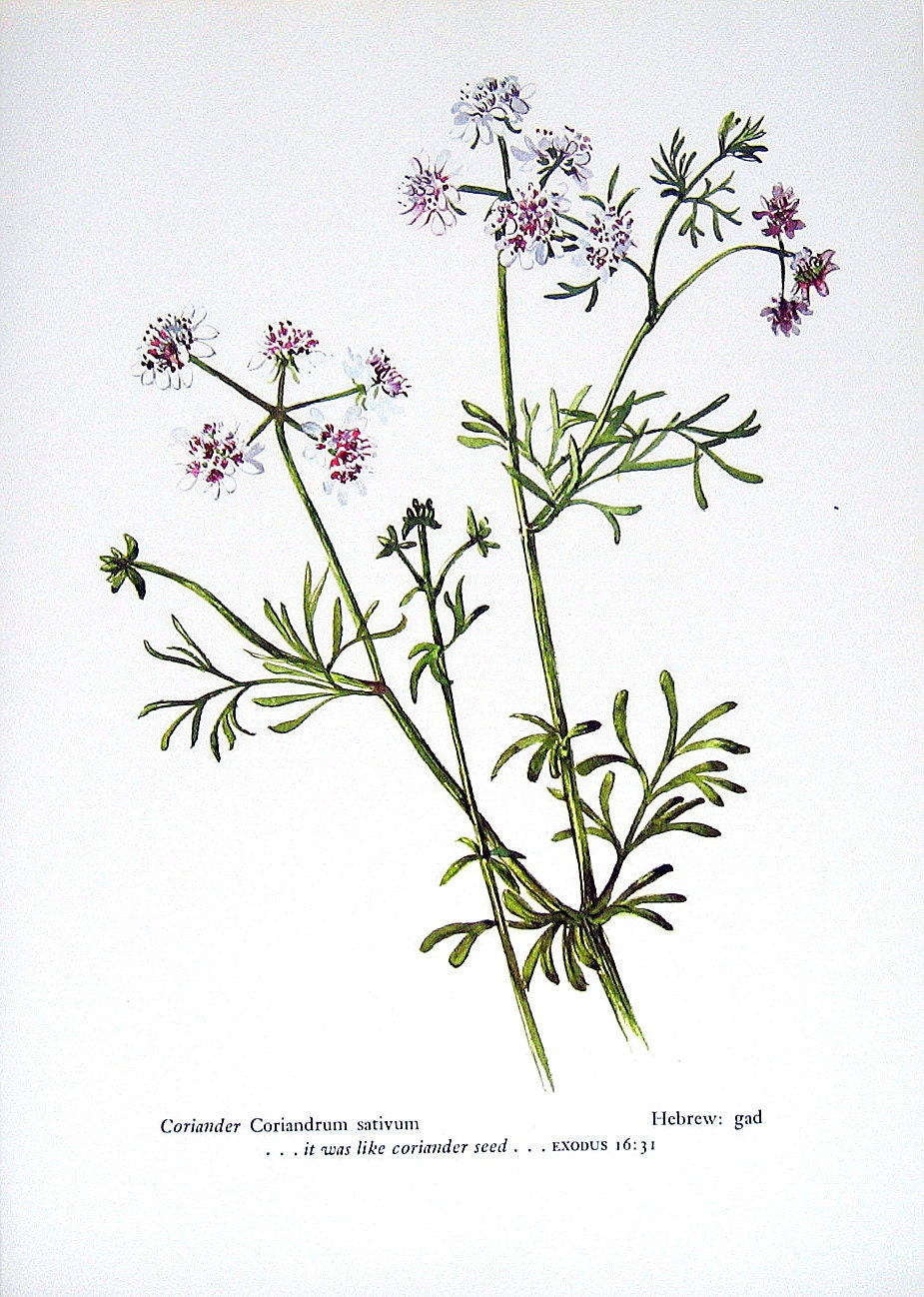 Coriander Vintage 1957 Botanical Print with Bible Verse