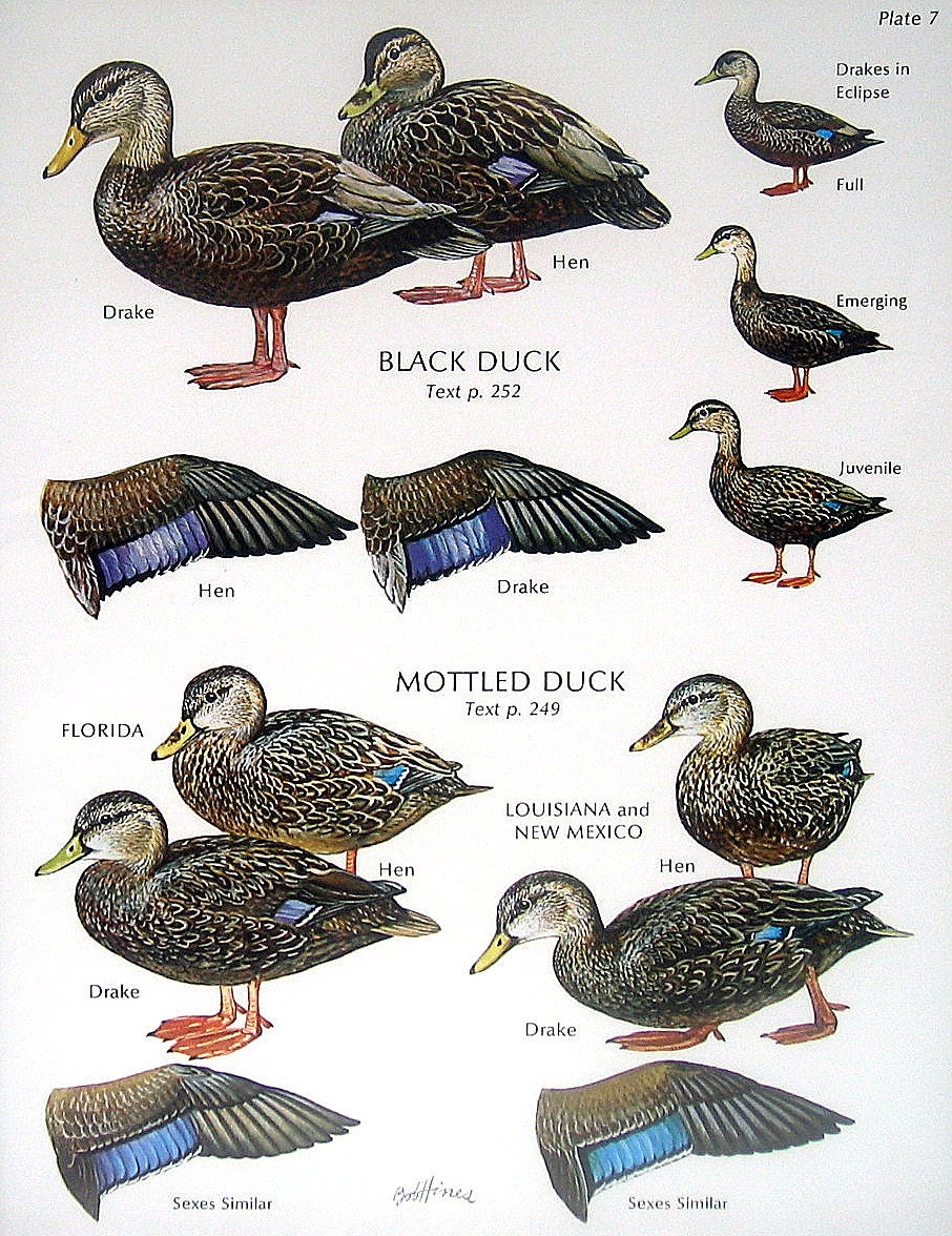 Black Duck Mottled Duck Pintail European by mysunshinevintage