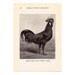 1910 Vintage Single-Combed BLACK MINORCA Poultry Illustrations - Set of 2