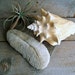Vintage Sea Coral Speciman