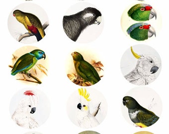 parrot cockatoo bird clip art  collage sheet 2 inch circles