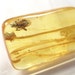 Baltic amber cabochon with fossils of an insect and a spider. (EM198)
