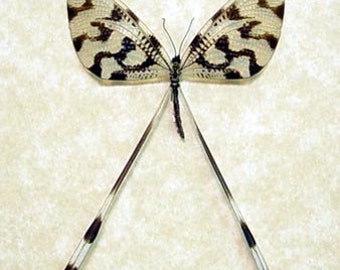 Black Friday/Cyber Monday Sale Nemoptera Sinuata Spoonwing Threadwing Antlion Real Framed Insect 2493