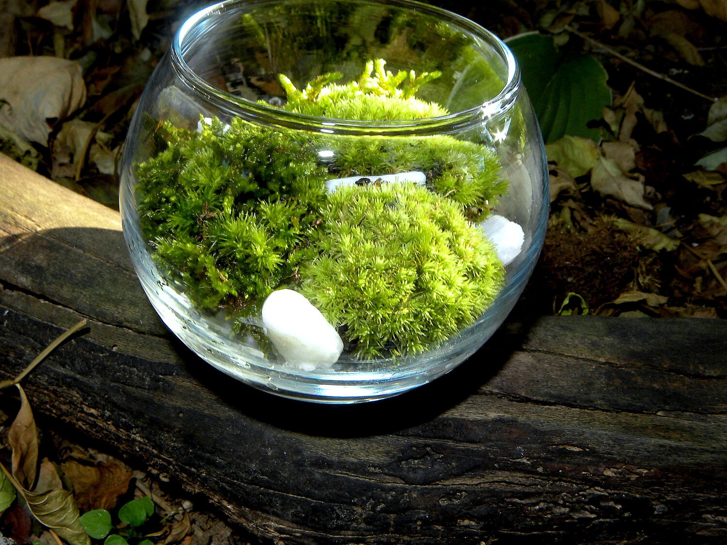 Moss Terrarium KitSimple Green Pillow mossEasy CareWhite stones