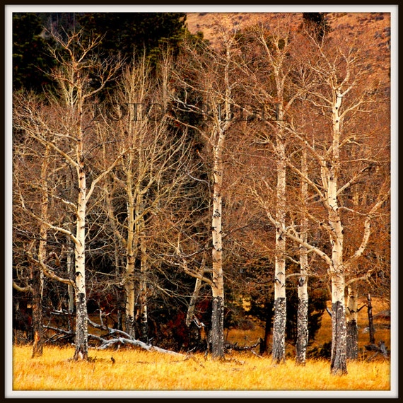 Trees photograph. Birch Forest Denver Colorado. Colour or