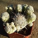 Cactus Mammillaria gracilis fragilis - Thimble Cactus - cacti plant