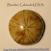 Sale SAND DOLLAR Natural Polished Sand Dollar Fossil From Madagascar Sale