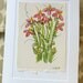 Cone Flower "Tis The Season For Cone Flowers" Original Watercolor Card betrueoriginals