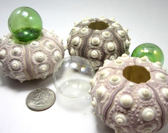 Beach Decor Sea Urchin Shells - Nautical Decor Sputnik Urchins, 2pc