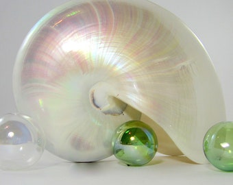 Beach Decor Nautilus Shell - XXL Nautical Decor White Pearl Nautilus Seashell, 7-7.5"