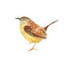 CAROLINA WREN by DIMDI Original watercolor painting 10X8inch