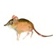ELEPHANT SHREW by DIMDI Original watercolor painting 10X8inch