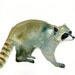 RACCOON Original watercolor painting 10X8inch