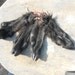 Set of Small Black Sheep Feet Legskins with Hooves- Taxidermy Quality- Wet Tanned Lot No. LJ9