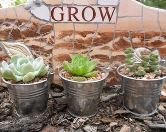 40 Succulents, Silver Pails, Party Favors, Take Away Gifts, Weddings, Table Decor, Galvanized Buckets, Rustic