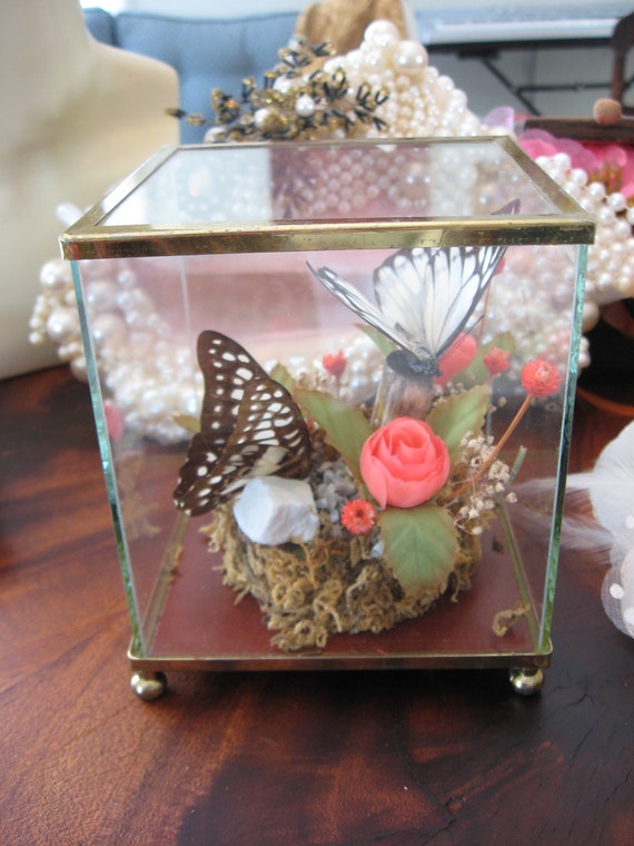 butterfly encased in glass