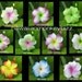 CURLY PLUMERIA - Foam Hair Picks or Clips - Your Choice of 10 . . .