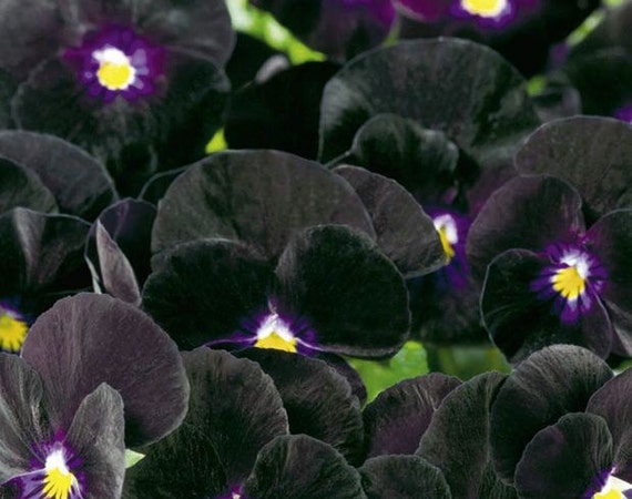 Items similar to Viola, Bowles Black Viola Mix Seeds on Etsy