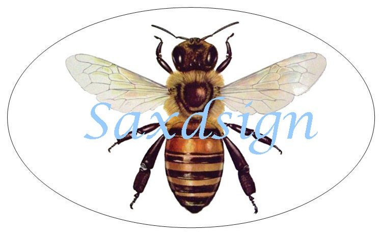 Honey Bee Auto Car Decal Sticker Beekeeping Apiary Entemology