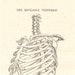 1890 Victorian ANATOMY engraving, mobile vertebrae backbone, anatomy for artists, SKELETON, Largue print