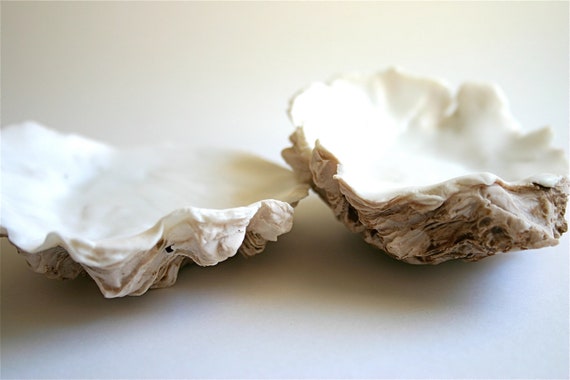 Chocolate Oyster Shell