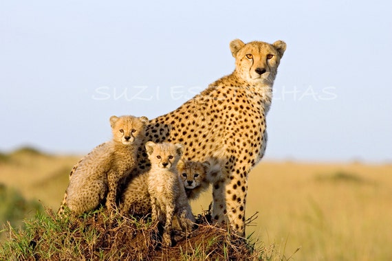 40% OFF SALE Cheetah Mom and Cubs 8 X 12 Print Baby